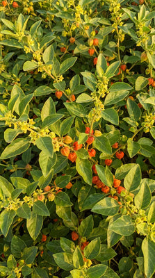 Ashwagandha