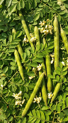Moringa