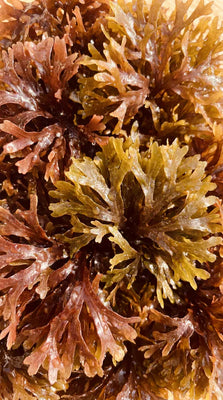 Sea Moss