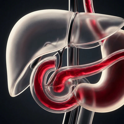 Bile Flow Support (TUDCA)